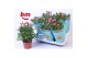 Rosa beau monde sparkling jewel roze 