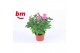 Rosa beau monde sparkling jewel roze 