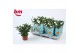 Rosa beau monde white jewel wit 