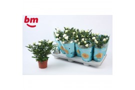Rosa beau monde white jewel wit
