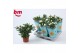Rosa beau monde white jewel wit 