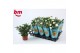 Rosa beau monde white jewel wit 