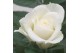 Rosa beau monde white jewel wit 