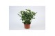 Rosa beau monde white jewel wit 