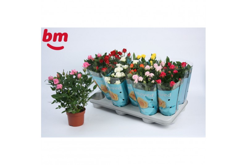 Rosa beau monde mix 