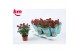 Rosa beau monde hot jewel rood 