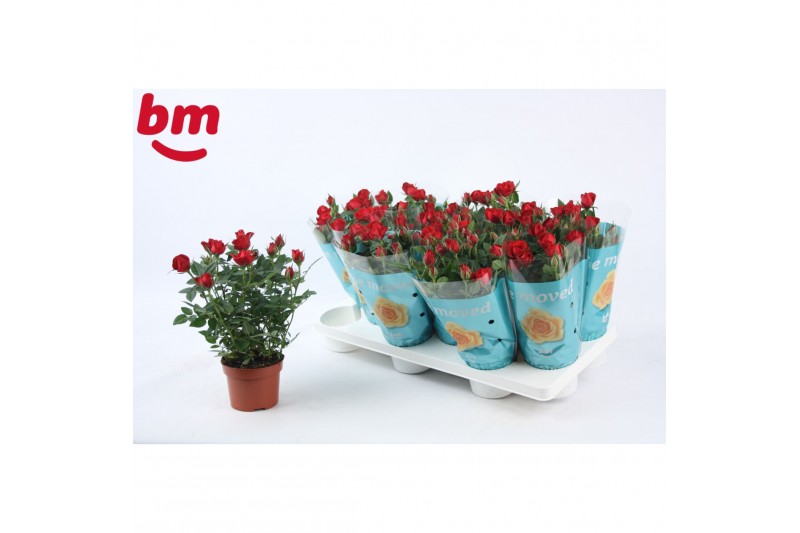 Rosa beau monde hot jewel rood 