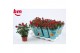 Rosa beau monde hot jewel rood 