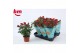 Rosa beau monde hot jewel rood 