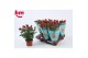 Rosa beau monde hot jewel rood 