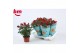 Rosa beau monde hot jewel rood 