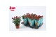 Rosa beau monde hot jewel rood 