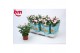 Rosa beau monde baby jewel licht roze 