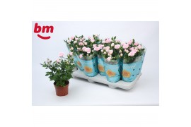 Rosa beau monde baby jewel licht roze