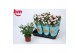 Rosa beau monde baby jewel licht roze 