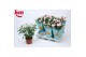 Rosa beau monde baby jewel licht roze 