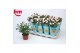 Rosa beau monde baby jewel licht roze 