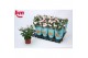 Rosa beau monde baby jewel licht roze 