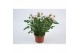 Rosa beau monde baby jewel licht roze 