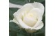 Rosa white jewel wit + patio 