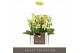 Phalaenopsis multiflora geel Optifriend yellow 3spike 