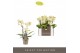 Phalaenopsis multiflora geel 3 tak sara optifriend 