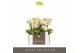 Phalaenopsis multiflora geel 3 tak sara optifriend 