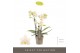 Phalaenopsis multiflora geel 3 tak sara optifriend 
