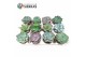 Echeveria mix Sierras® - Echeveria Mix (prime) 