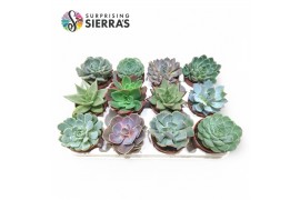 Echeveria mix Sierras® - Echeveria Mix (prime)