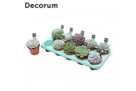 Echeveria mix Echeveria Mix (10spc.) (decorum) 1 bl. 1 pp