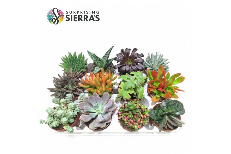 Succulenten Sierras® - Deluxe Succulents Succulenten Sierras® - Deluxe Succulents