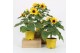 Helianthus annuus 