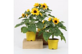 Helianthus annuus