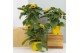 Helianthus annuus 