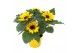 Helianthus annuus 