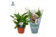Spathiphyllum pearl cupido Air So Pure 