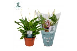 Spathiphyllum pearl cupido Air So Pure
