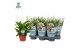 Spathiphyllum pearl cupido Air So Pure 