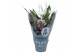 Spathiphyllum pearl cupido Air So Pure 