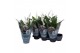 Spathiphyllum pearl cupido Air So Pure 