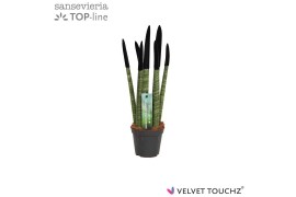 Sansevieria velvet touchz zwart