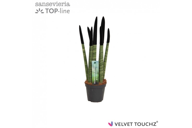 Sansevieria velvet touchz zwart 