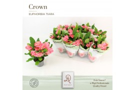 Euphorbia milii charlotte Euphorbia Tiara Charlotte Roze P12 Queen 5 b