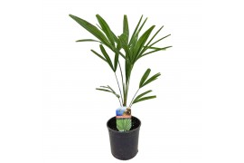 Trachycarpus fortunei