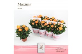 Rosa amorosa orange dolcamore