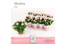 Rosa amorosa infinity soft pink dolcamore