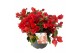 Bougainvillea New orange 
