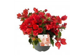 Bougainvillea New orange