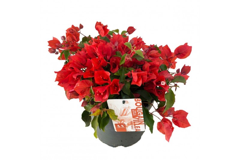 Bougainvillea New orange 